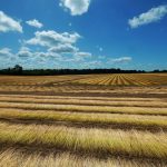 Assegno per lo sviluppo rurale 2025: nuove regole per le agevolazioni nelle ZES agricole