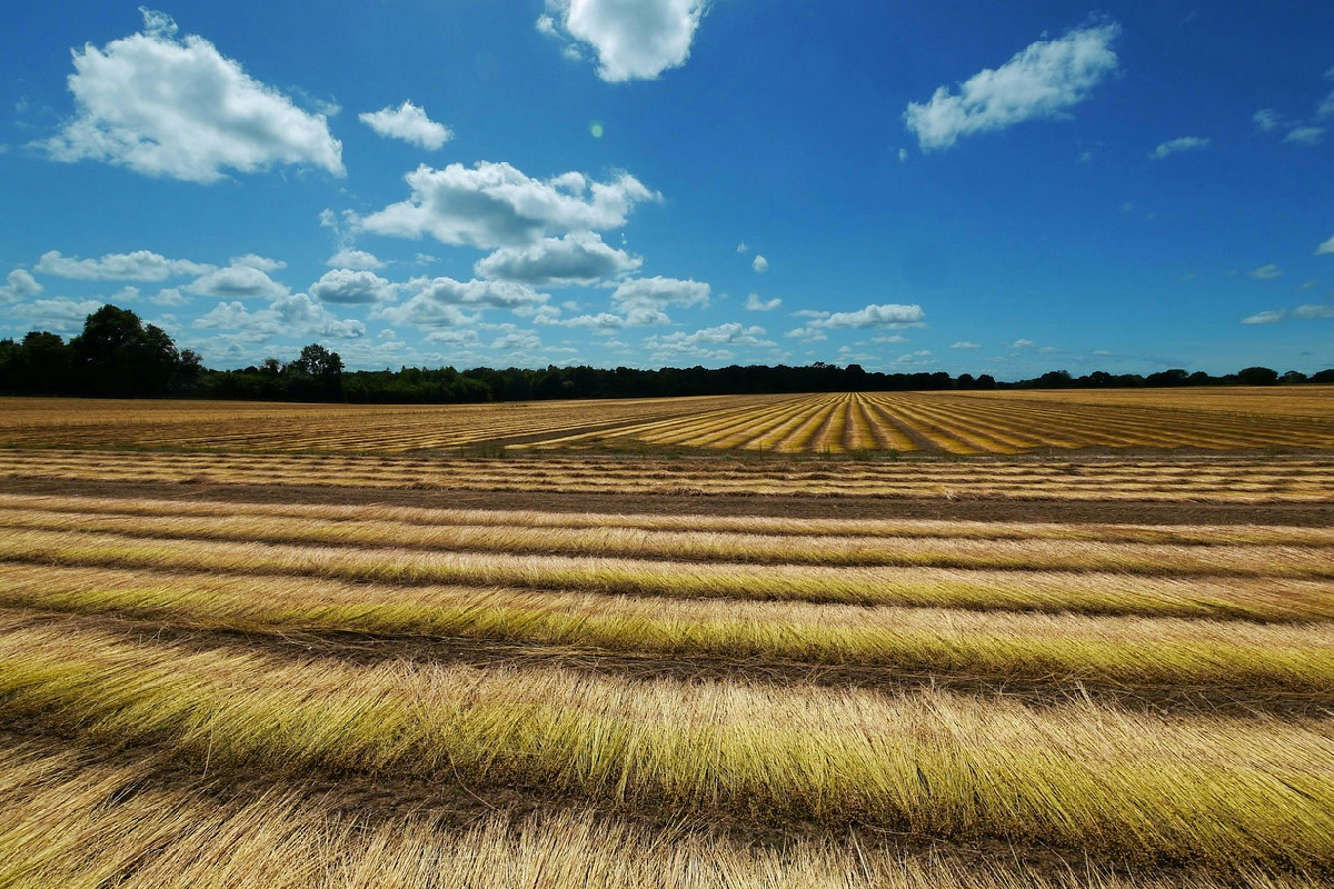 Assegno per lo sviluppo rurale 2025: nuove regole per le agevolazioni nelle ZES agricole
