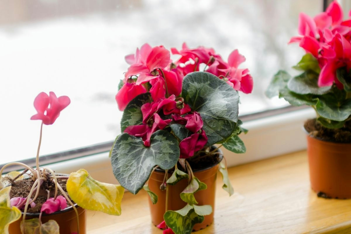 Il ciclamino in casa: come posizionarlo per fioriture continue e colori vivaci tutto l’anno