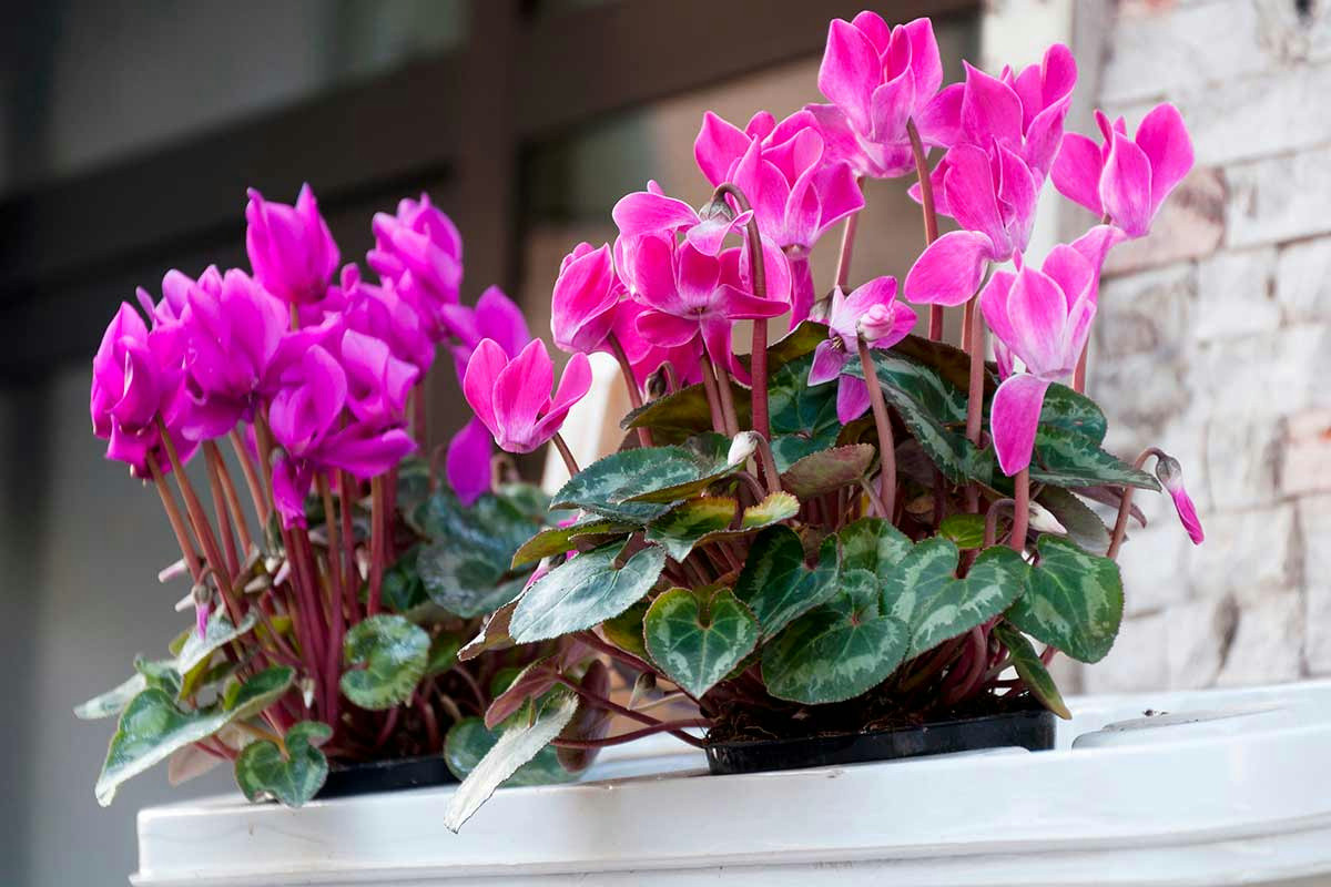 Il ciclamino in casa: come posizionarlo per fioriture continue e colori vivaci tutto l’anno
