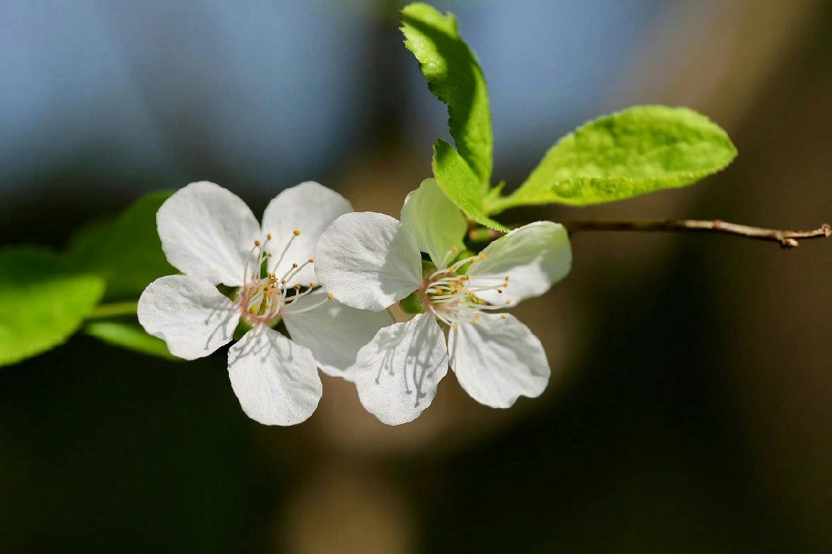 Cosa cresce sul Mirabolano: guida completa alle origini e alla coltivazione millenaria
