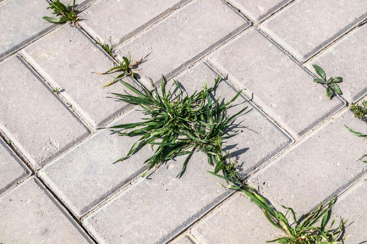 Il metodo semplice ed economico che i giardinieri usano per eliminare le erbacce tra le piastrelle