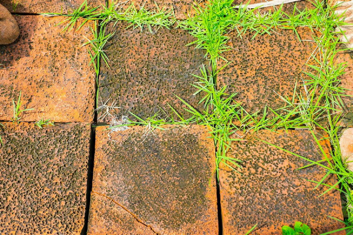 Il metodo semplice ed economico che i giardinieri usano per eliminare le erbacce tra le piastrelle