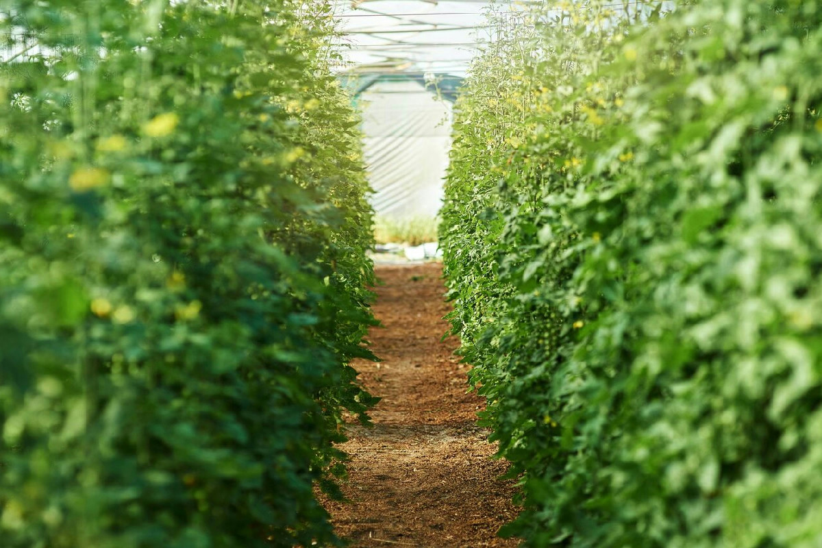 Molti non lo sanno, ma questo metodo per l'orto cambia davvero la coltivazione