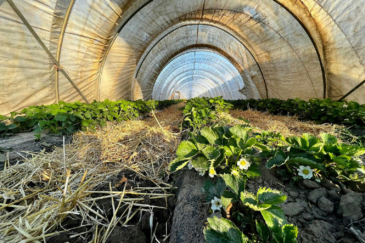 Molti non lo sanno, ma questo metodo per l'orto cambia davvero la coltivazione