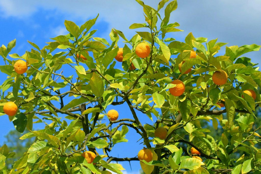 Il segreto nel terreno che garantisce una crescita sana e rigogliosa all’albero da frutto