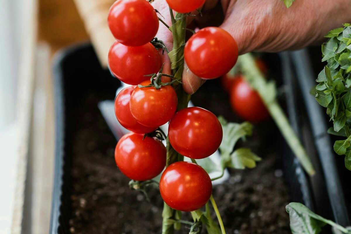 Il tuo orto fatica? Molti lo ignorano, ma certe piante vicino ai pomodori creano problemi