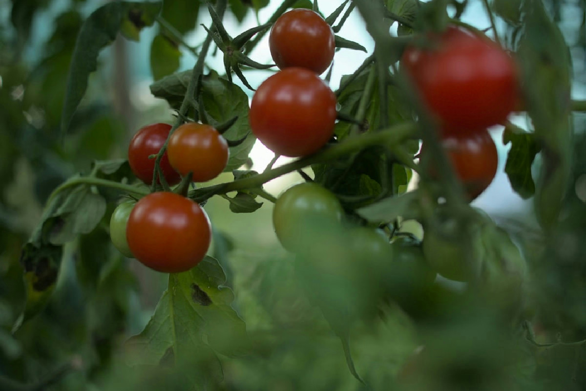Il tuo orto fatica? Molti lo ignorano, ma certe piante vicino ai pomodori creano problemi