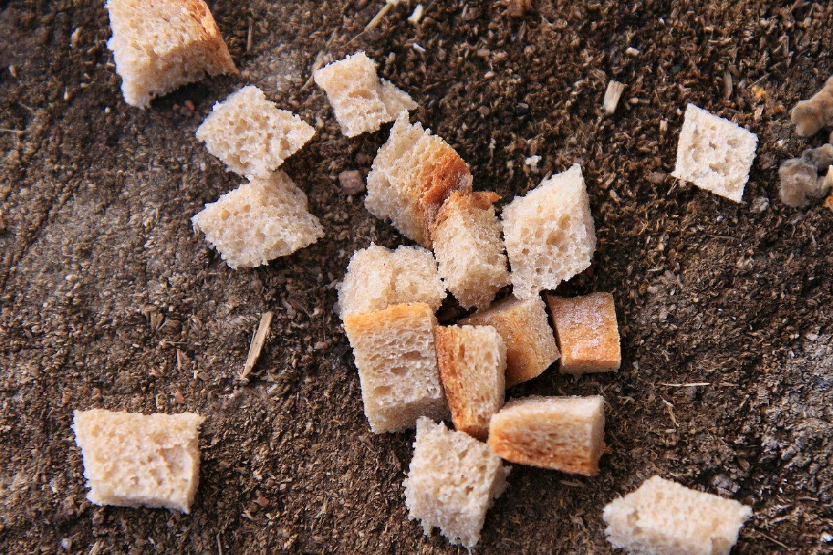 La Vigilia scopre i moscardini al pomodoro: il nuovo classico natalizio nelle cucine italiane